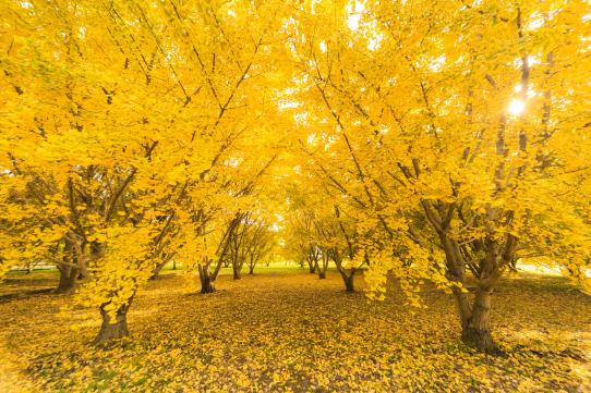 Gingkos at Taibaru district-1