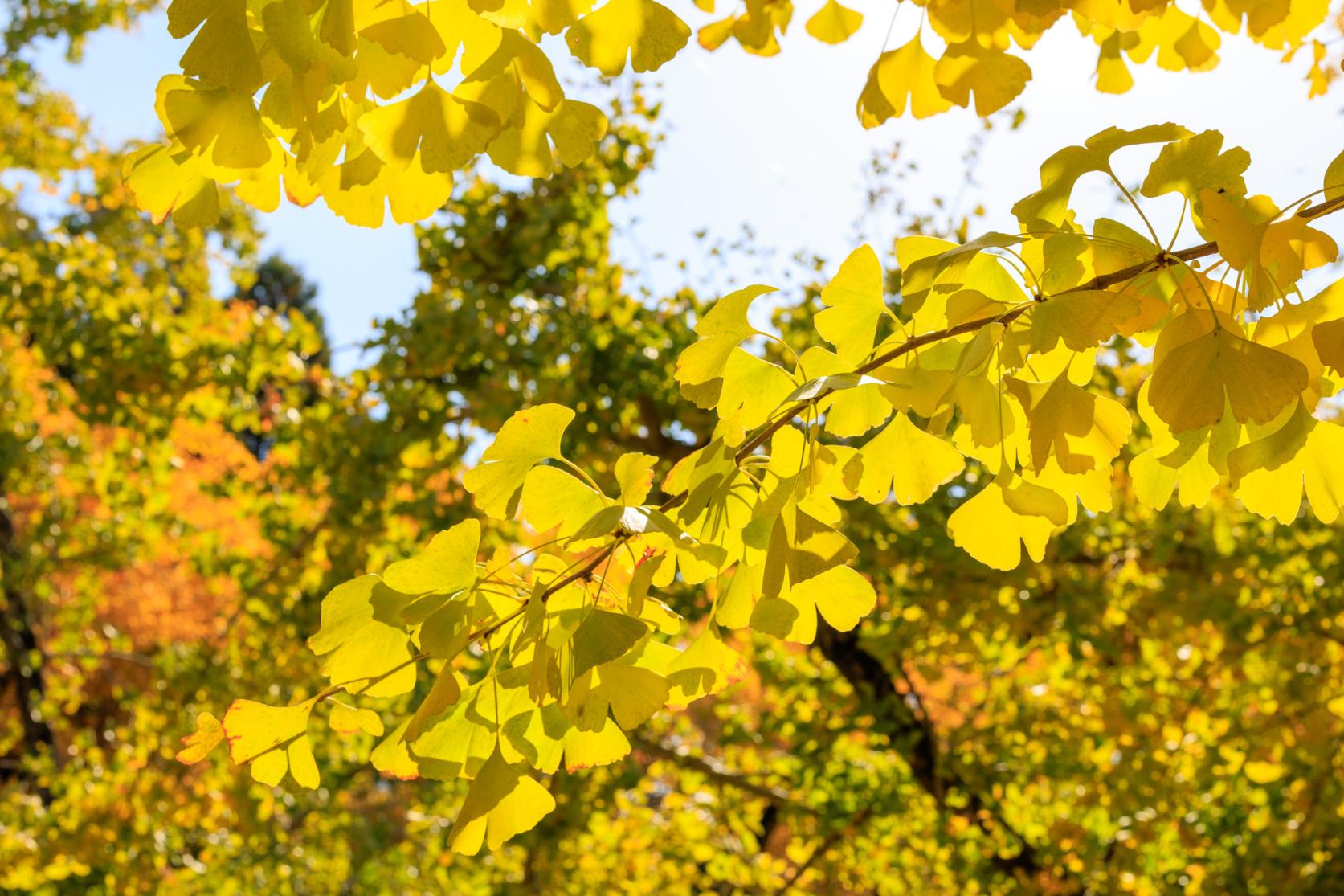 Taibaru Gingko Trees-3