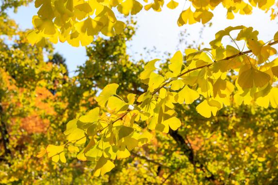 Gingkos at Taibaru district-3