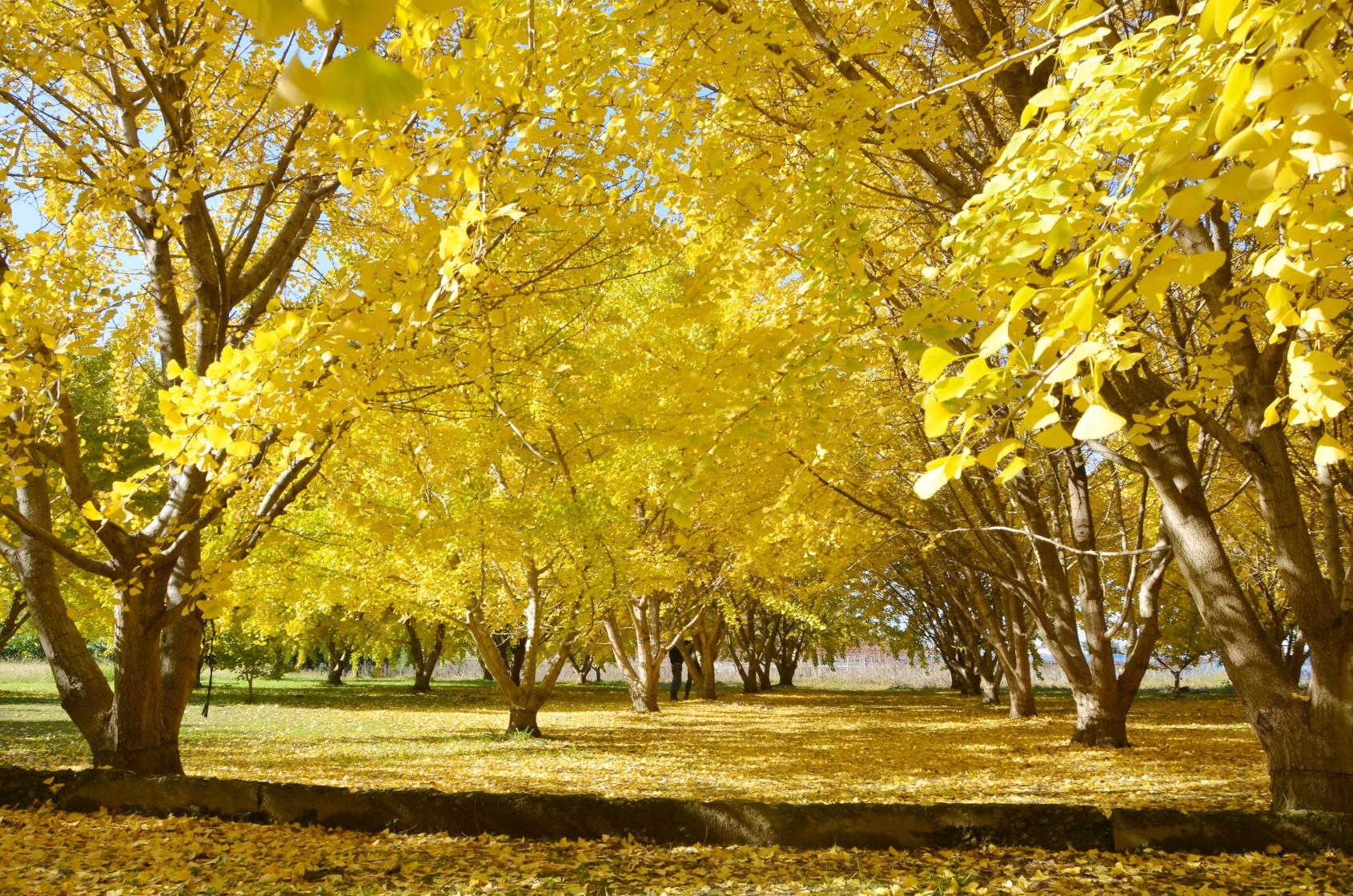 Gingkos at Taibaru district-9