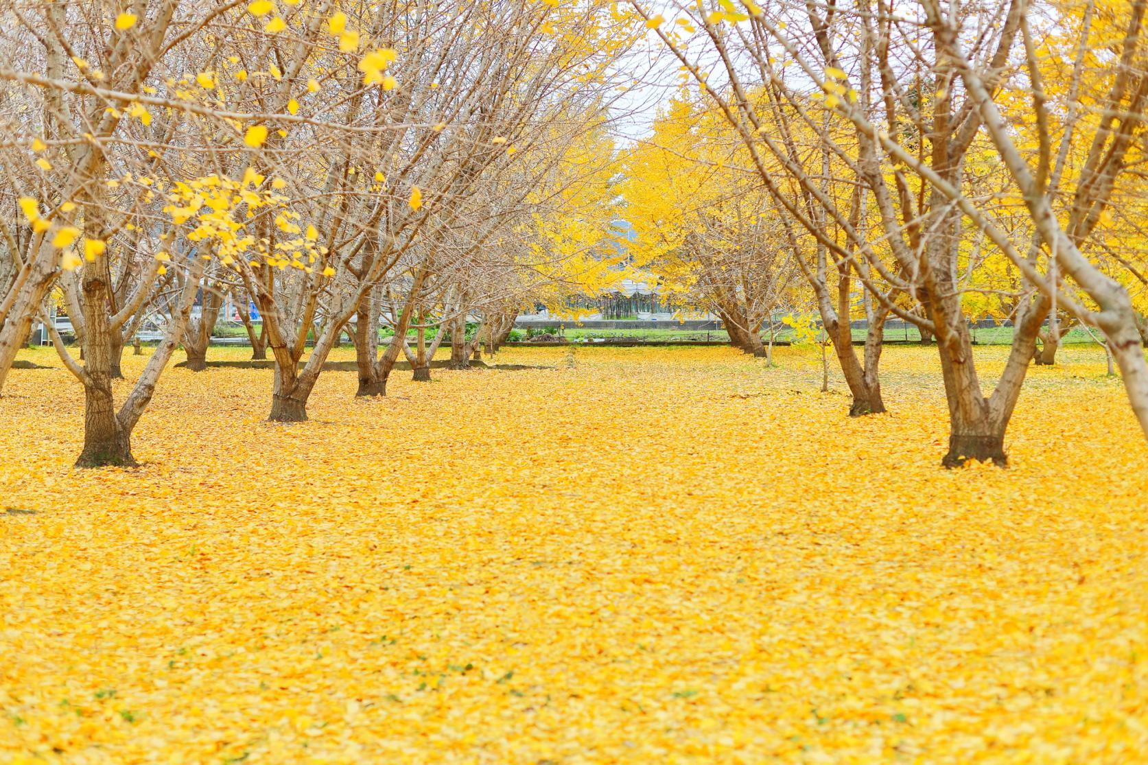 Taibaru Gingko Trees-6