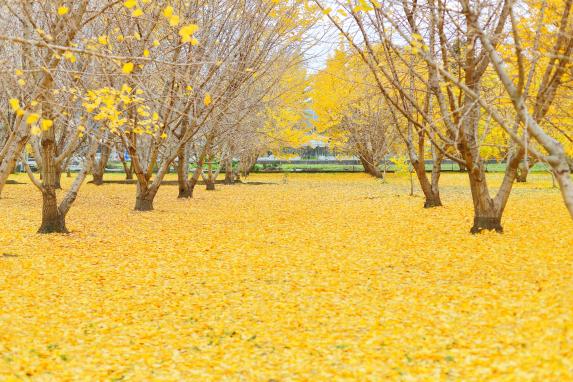 Gingkos at Taibaru district-6