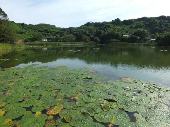 蟹喰池のオニバス-0