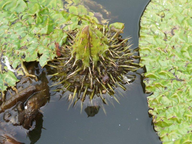 Ganihami Pond Prickly Water Lilies-1