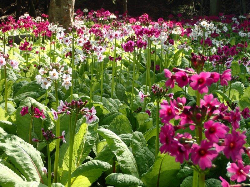 Japanese Primrose at Mt. Hiko 