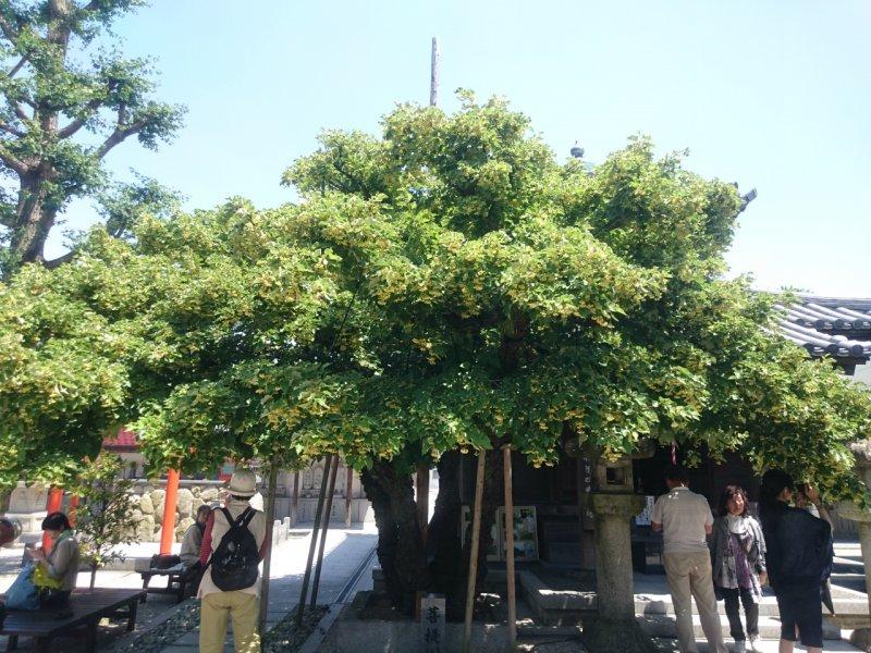 Sacred Bo Trees-1