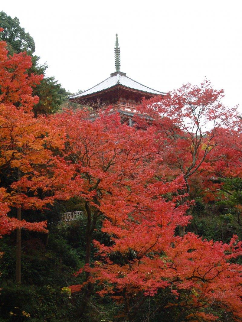 Kyushu Olle, Miyama/Mt. Kiyomizu course-1