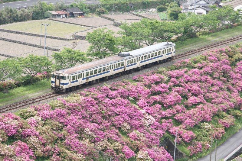 Azaleas blooming along a long embankment