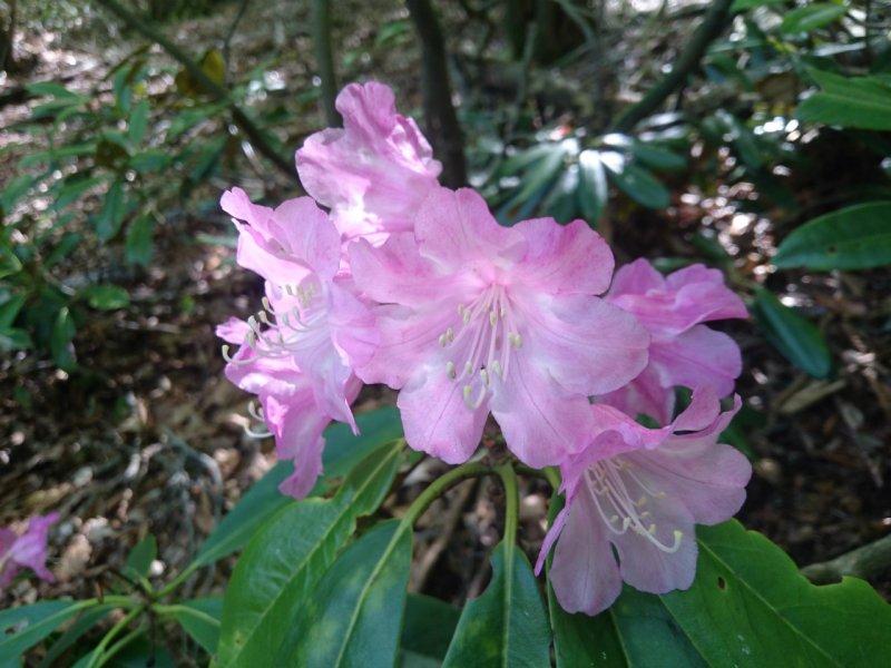 Walk through a tunnel of rhododendrons at Mt.Inugatake