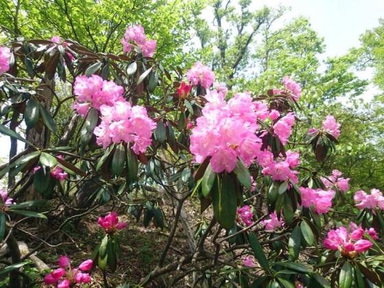 Walk through a tunnel of rhododendrons at Mt.Inugatake-1