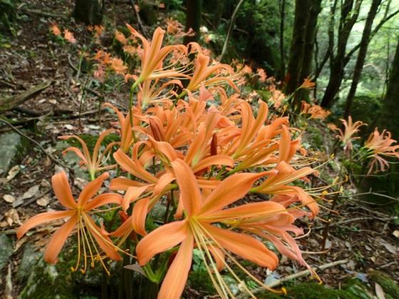 Mt. Koshosan where giant jewel stinkbugs live-0