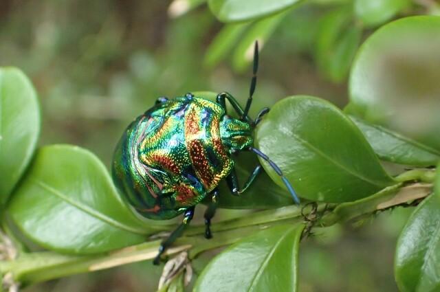 Mt. Koshosan where giant jewel stinkbugs live-1