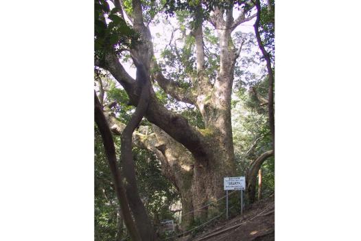 立花山-6