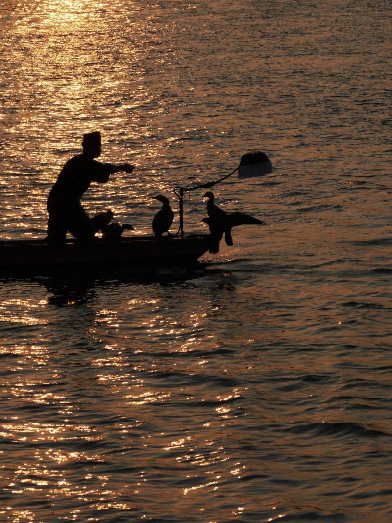 原鶴 夏天的風景線 鸕鶿捕魚-1