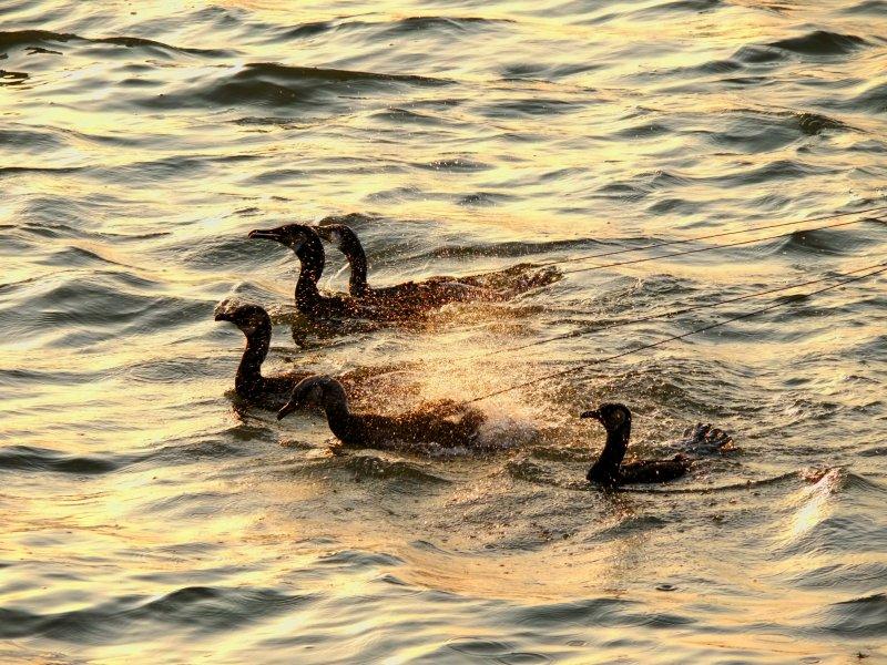 原鶴 夏天的風景線 鸕鶿捕魚-1