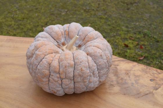 Japan’s oldest Mikekado Pumpkins-0