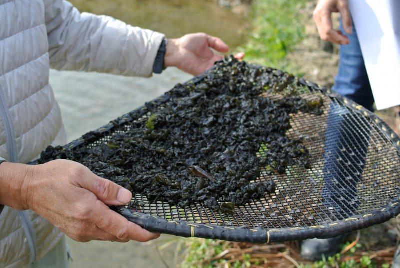 碧緑の財宝　川茸