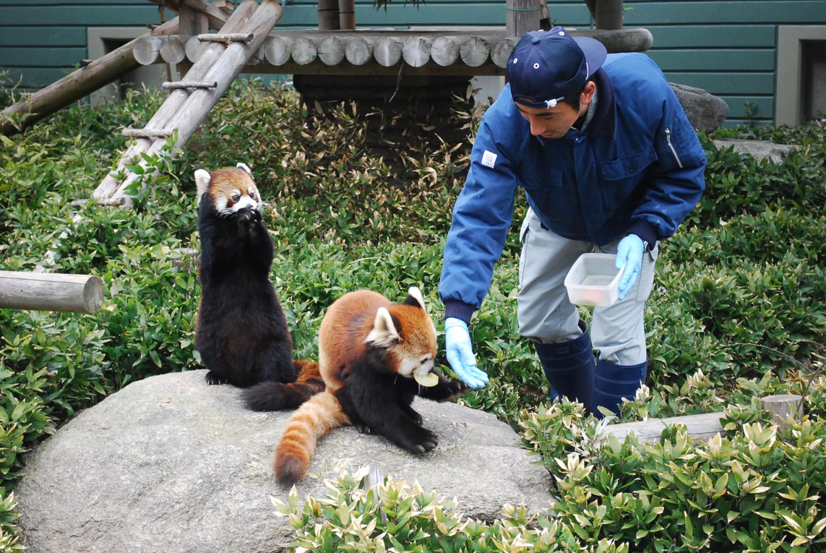 福岡市動植物園　飼育の日-0