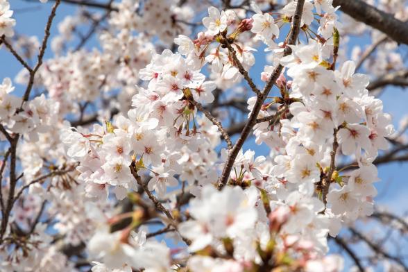 ゆくはし桜ウォーク-4