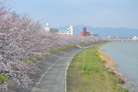 ゆくはし桜ウォーク-1