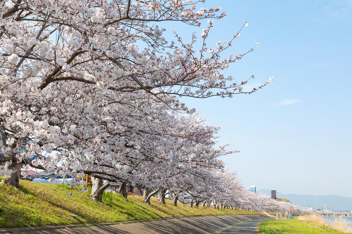 ゆくはし桜ウォーク-1