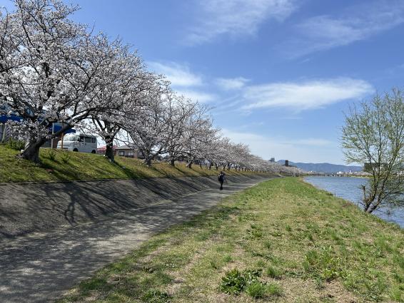 さくらウォーク in ゆくはし-0