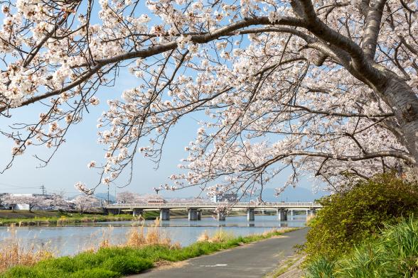 ゆくはし桜ウォーク-1