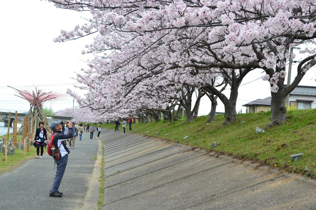 さくらウオークinゆくはし-1