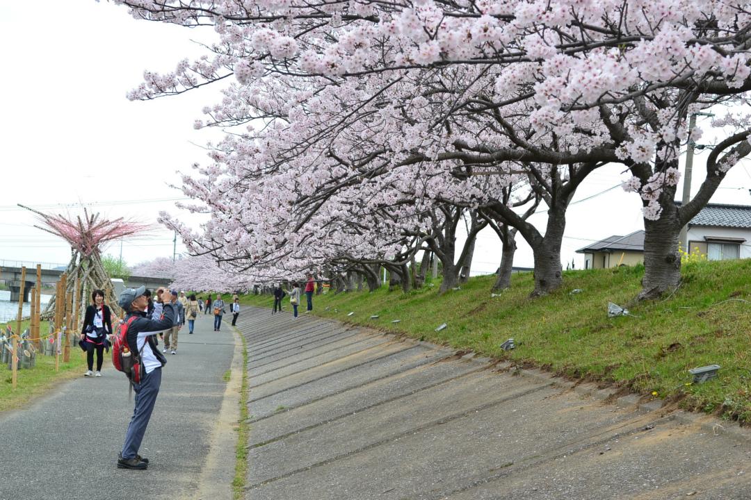 ゆくはし桜ウォーク-1