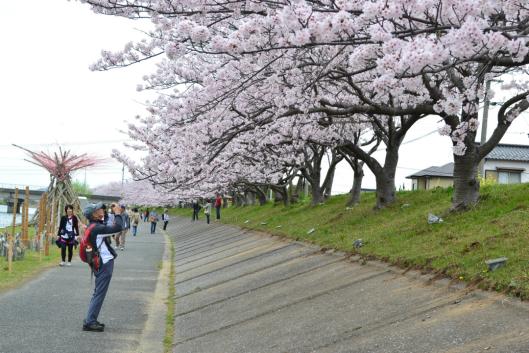 ゆくはし桜ウォーク-2