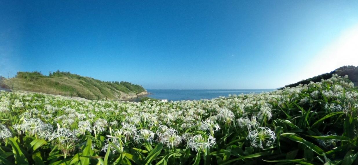 夏井ヶ浜のハマユウ自生地-1