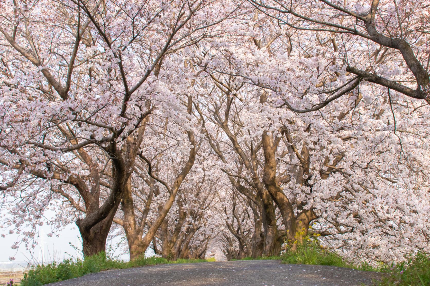 Nagarekawa Cherry Blossom Lined Trees-5