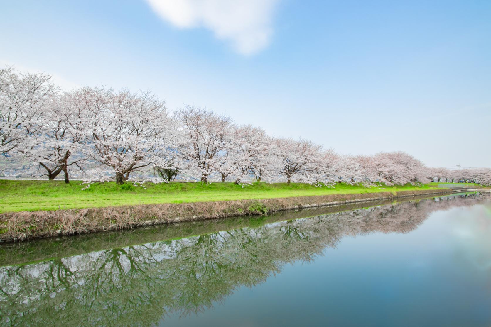 Nagarekawa Cherry Blossom Lined Trees-1