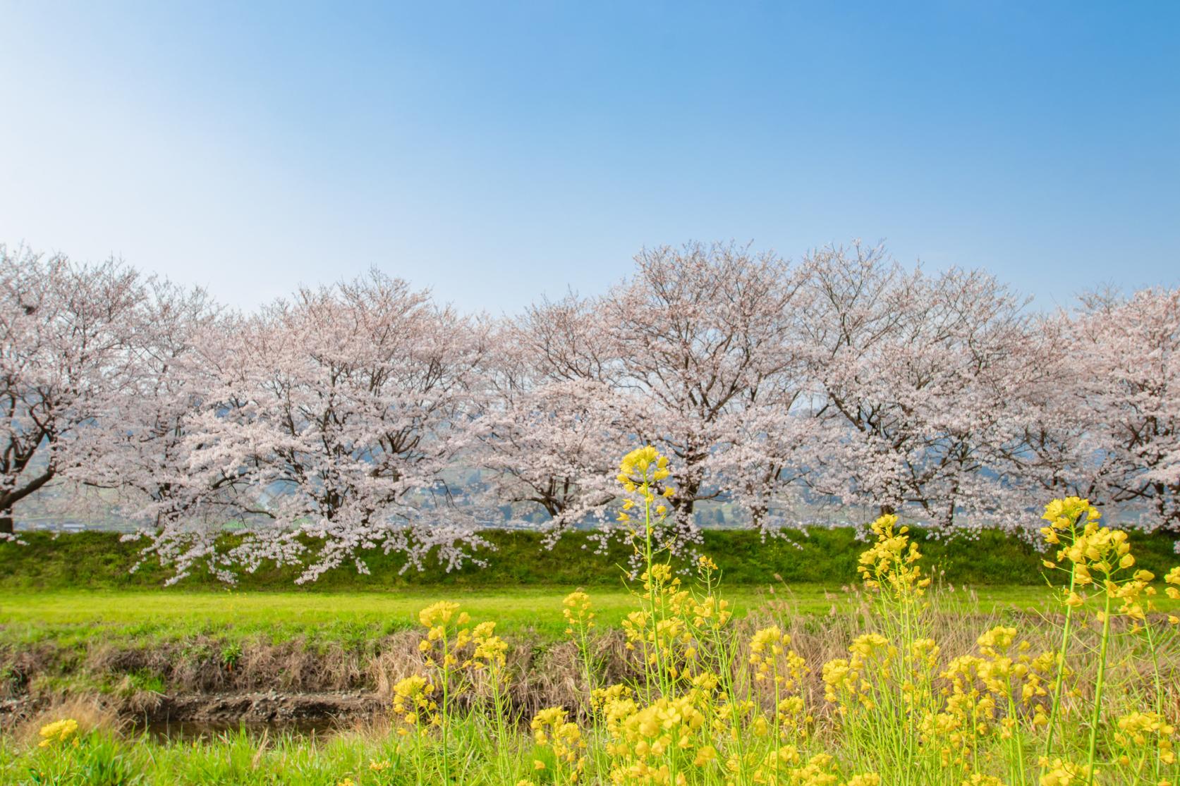 Nagarekawa Cherry Blossom Lined Trees-1