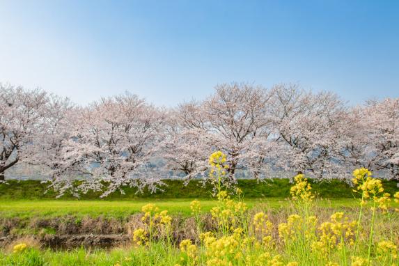 Nagarekawa Cherry Blossom Lined Trees-0