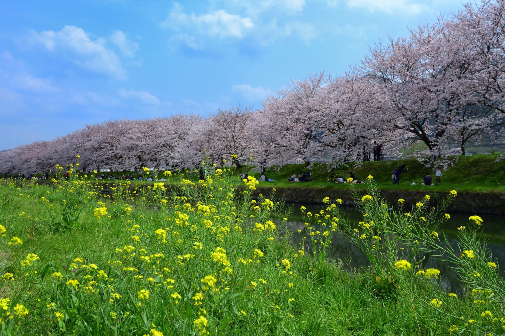 Nagarekawa Cherry Blossom Lined Trees-3