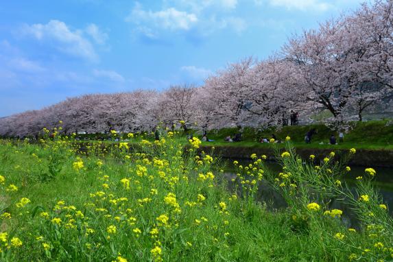 流川樱花林荫树-3