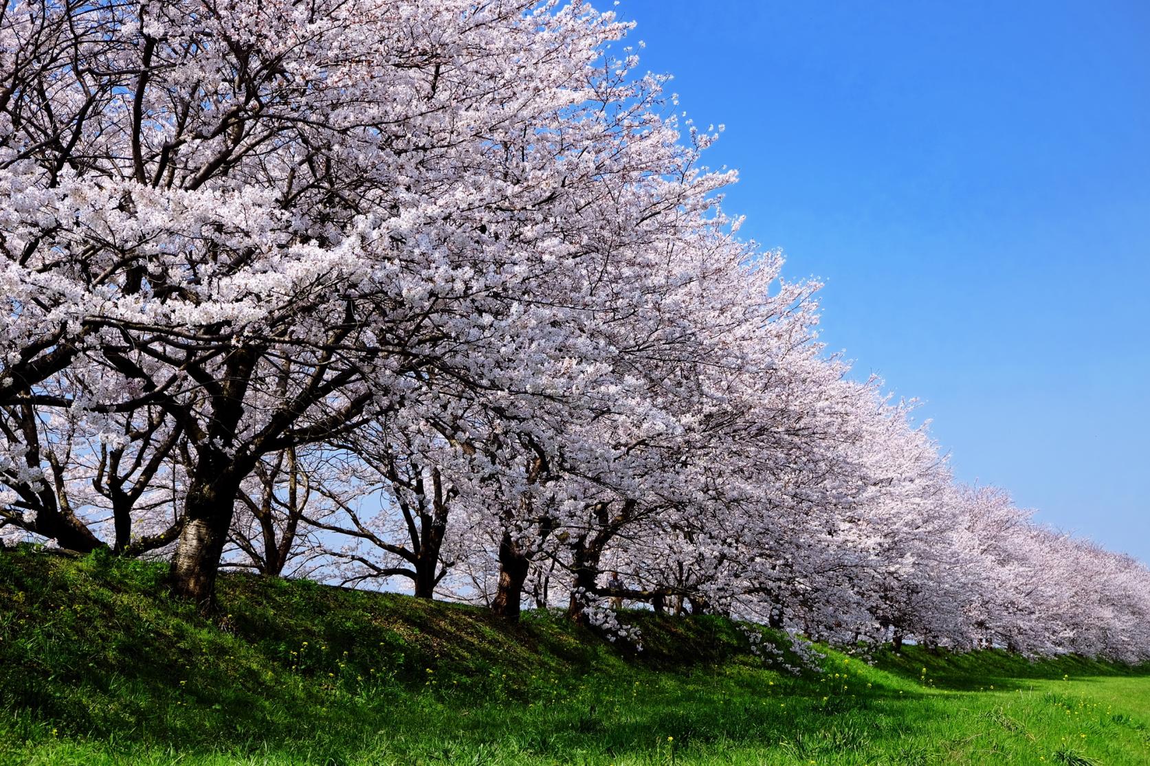 Nagarekawa Cherry Blossom Lined Trees-4