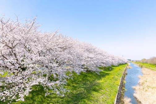 流川桜並木-0