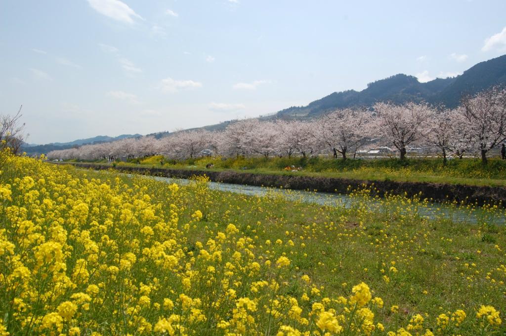 Nagarekawa Cherry Blossom Lined Trees-2