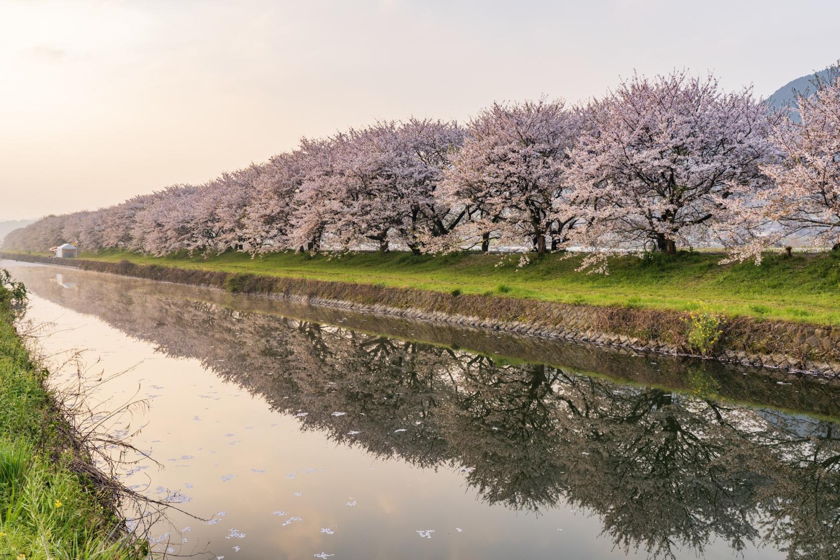 Nagarekawa Cherry Blossom Lined Trees-9