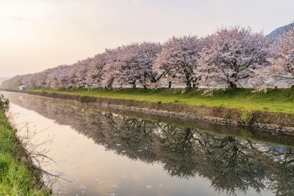 Nagarekawa Cherry Blossom Lined Trees-9