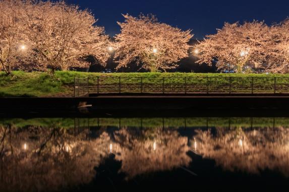Nagarekawa Cherry Blossom Lined Trees-7
