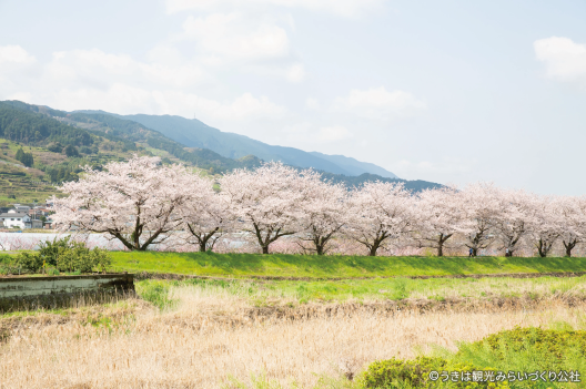 流川桜並木-2