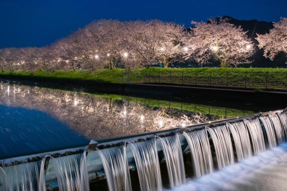 Nagarekawa Cherry Blossom Lined Trees-6