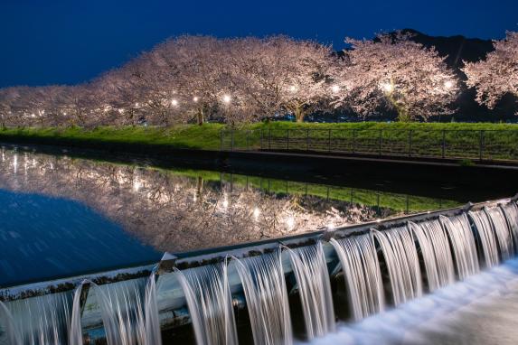 流川桜並木-6