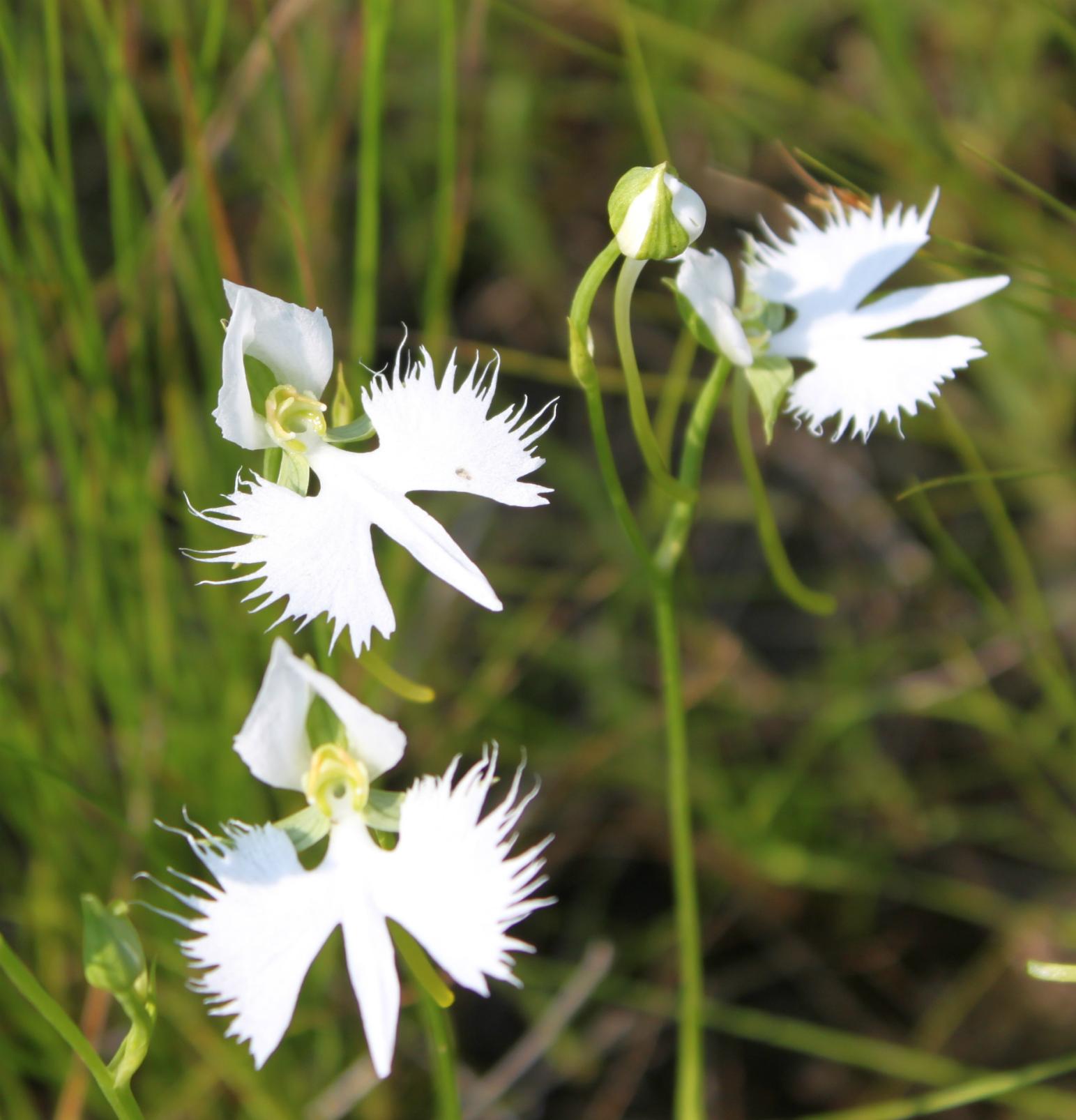 Sagiso(fringed orchid) in Hirotani Wetlands