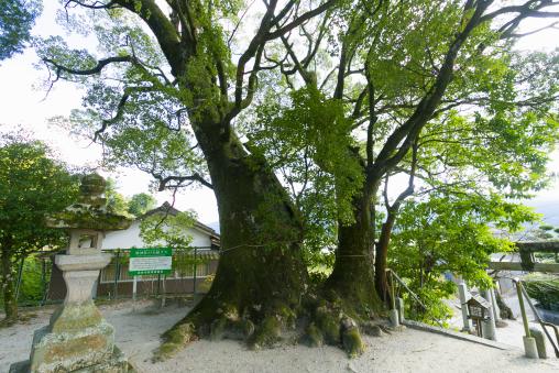 Sake Shrine, with benefits for marriage-3