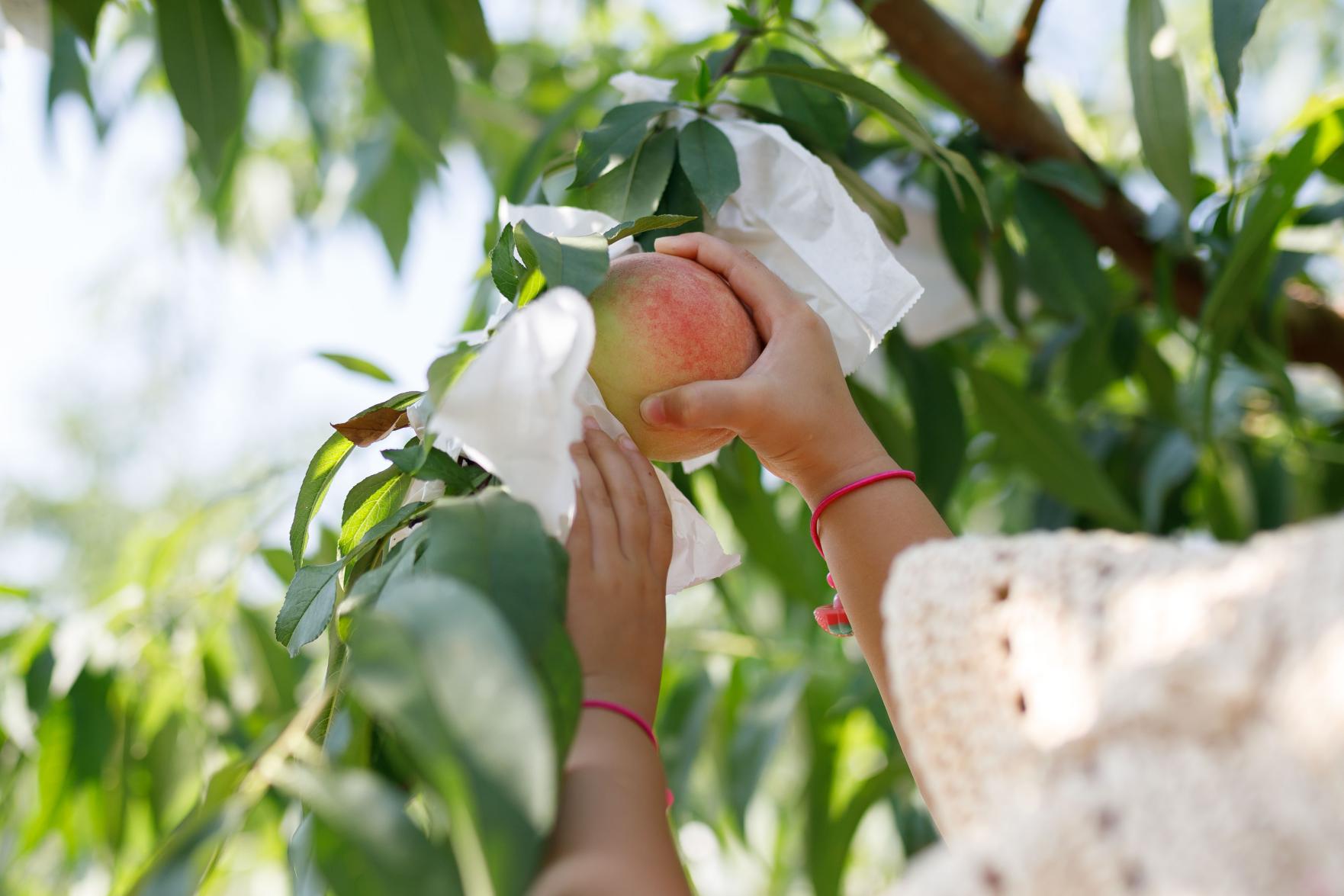 縣內唯一能品味自己採的桃子的果園