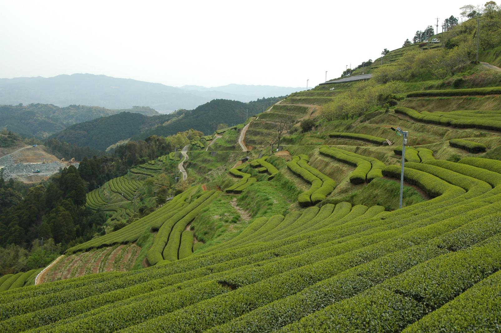 Terraced fields reach the sky in Kojio